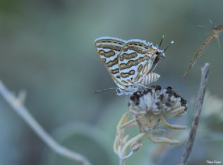 eytanck (Cigaritis acamas)