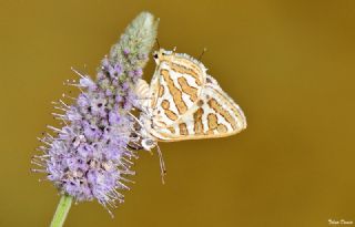 eytanck (Cigaritis acamas)
