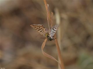 eytanck (Cigaritis acamas)