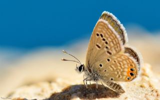 Mcevher Kelebei (Chilades trochylus)