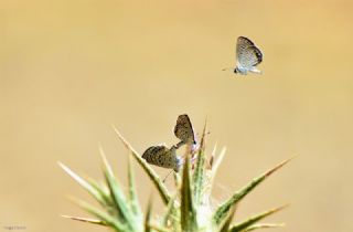 Mcevher Kelebei (Chilades trochylus)