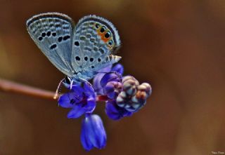 Mcevher Kelebei (Chilades trochylus)