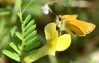 Sar Antenli Zpzp (Thymelicus sylvestris)