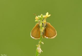 Sar Antenli Zpzp (Thymelicus sylvestris)