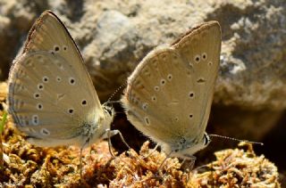 Anormal okgzl (Polyommatus admetus)