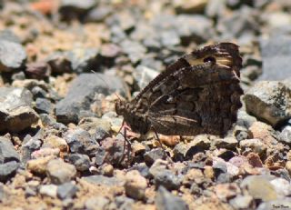 Anadolu Kzlmelei (Hipparchia pellucida)