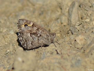 Anadolu Kzlmelei (Hipparchia pellucida)