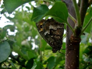 Anadolu Kzlmelei (Hipparchia pellucida)