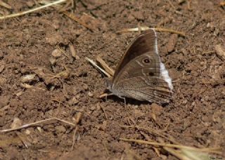 Beyaz Bandl Karamelek (Hipparchia parisatis)