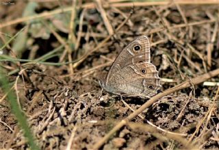 Beyaz Bandl Karamelek (Hipparchia parisatis)