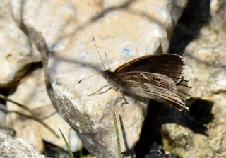 Aa Karamelei (Hipparchia statilinus)