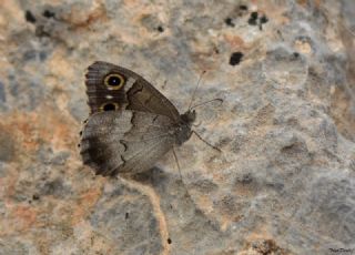 Aa Karamelei (Hipparchia statilinus)
