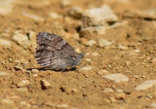 Aa Karamelei (Hipparchia statilinus)
