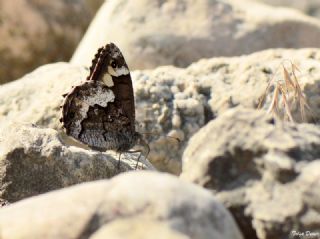 Byk Karamelek (Hipparchia syriaca)