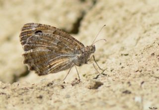 Step Cads (Chazara anthe)