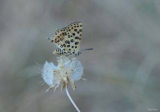 Akdeniz eytanc (Cigaritis cilissa)