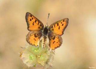 Akdeniz eytanc (Cigaritis cilissa)