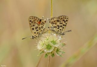 Akdeniz eytanc (Cigaritis cilissa)