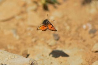 Akdeniz eytanc (Cigaritis cilissa)