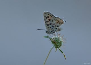 Akdeniz eytanc (Cigaritis cilissa)