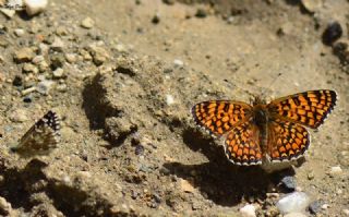 Benekli Byk parhan (Melitaea phoebe)