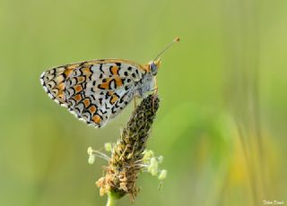 Benekli Byk parhan (Melitaea phoebe)