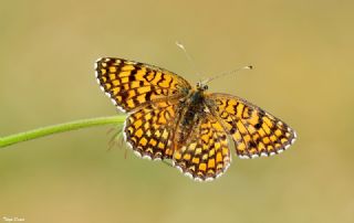 Benekli Byk parhan (Melitaea phoebe)