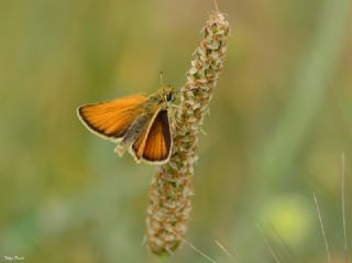 Siyah Antenli Zpzp (Thymelicus lineolus)