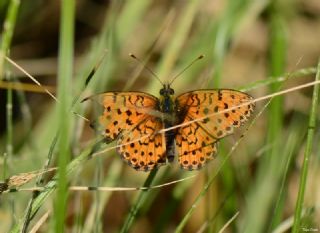 ift Noktal Brentis (Brenthis hecate)