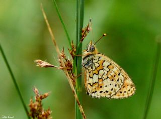 ift Noktal Brentis (Brenthis hecate)