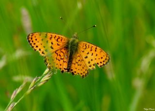 ift Noktal Brentis (Brenthis hecate)