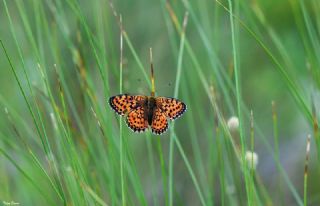 ift Noktal Brentis (Brenthis hecate)