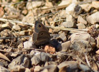 Karagz (Ypthima asterope)