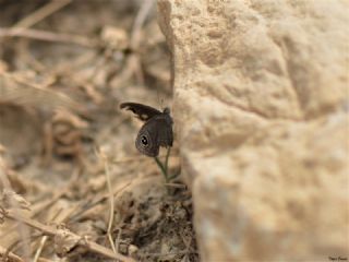 Karagz (Ypthima asterope)