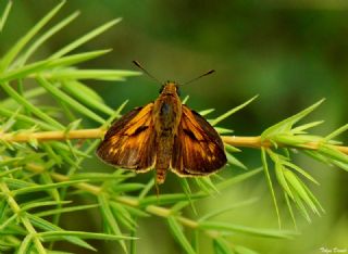 Orman Zpzp (Ochlodes sylvanus)