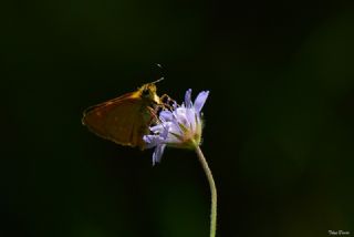 Orman Zpzp (Ochlodes sylvanus)