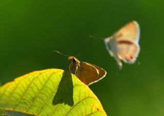 Orman Zpzp (Ochlodes sylvanus)