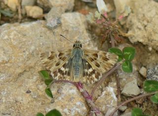 Mermer Zpzp (Carcharodus lavatherae)