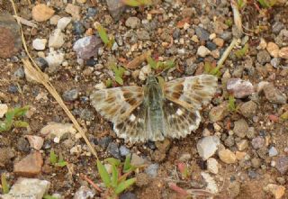 Mermer Zpzp (Carcharodus lavatherae)