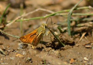 Gm Benekli Zpzp (Hesperia comma)