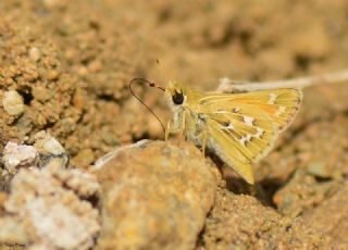 Gm Benekli Zpzp (Hesperia comma)