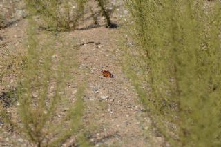 Sultan (Danaus chrysippus)