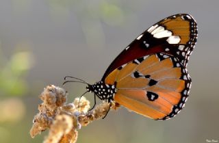 Sultan (Danaus chrysippus)