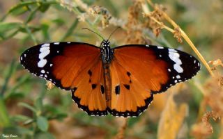 Sultan (Danaus chrysippus)