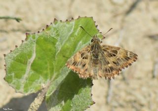 Hatmi Zpzp (Carcharodus alceae)