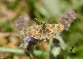 Cezayir Zpzp (Carcharodus stauderi)