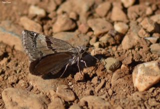 Kara Zpzp (Erynnis marloyi)