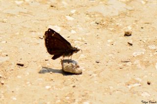 Pasl Zpzp (Erynnis tages)