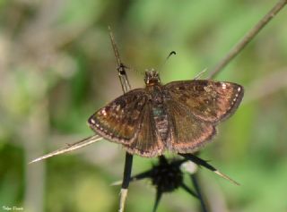 Pasl Zpzp (Erynnis tages)