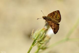 Pasl Zpzp (Erynnis tages)